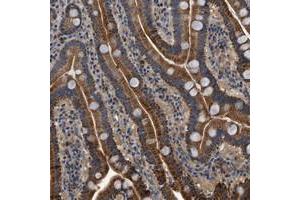 Immunohistochemical staining of human duodenum with KCNK1 polyclonal antibody  shows granular cytoplasmic positivity in glandular cells at 1:200-1:500 dilution. (KCNK1 anticorps)