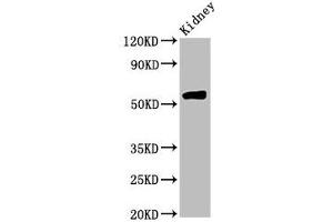 Western Blot Positive WB detected in: Rat kidney tissue All lanes: HMGCS2 antibody at 4. (HMGCS2 anticorps  (AA 426-508))