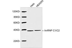 Western blot analysis of cell lysates using 2 µg/mL Rabbit Anti-hnRNP C1/C2 Polyclonal Antibody (ABIN398984) The signal was developed with IRDyeTM 800 Conjugated Goat Anti-Rabbit IgG.