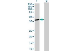Western Blot analysis of HOMER2 expression in transfected 293T cell line by HOMER2 MaxPab polyclonal antibody. (HOMER2 anticorps  (AA 1-343))