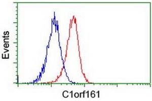 Image no. 2 for anti-Mab-21-Like 3 (MAB21L3) antibody (ABIN1497030) (MAB21L3 anticorps)