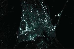 Immunofluorescence staining on WI38 cells (human lung).