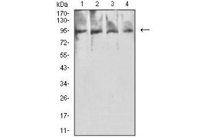 Western blot analysis using PSMA mouse mAb against Hela (1), MCF-7 (2), HCT116 (3), and GC-7901 (4) cell lysate. (PSMA anticorps  (AA 44-177))
