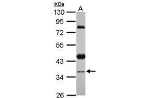 Image no. 1 for anti-Coiled-Coil Domain Containing 94 (CCDC94) (AA 103-323) antibody (ABIN1497125) (CCDC94 anticorps  (AA 103-323))