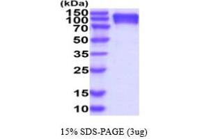 SDS-PAGE (SDS) image for Carcinoembryonic Antigen-Related Cell Adhesion Molecule 5 (CEACAM5) (AA 35-685) protein (His tag) (ABIN7529361)