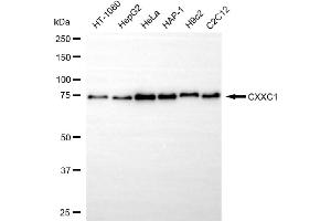 Western blotting analysis using CXXC1 antibody (ABIN7798184). (Recombinant CXXC1 anticorps)