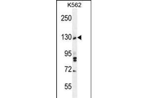 TTBK2 Antibody (N-term) (ABIN656096 and ABIN2845439) western blot analysis in K562 cell line lysates (35 μg/lane). (TTBK2 anticorps  (N-Term))