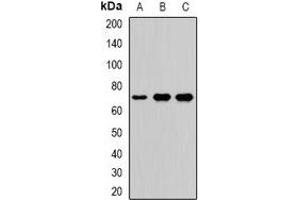 Western blot analysis of LTAP expression in Hela (A), A549 (B), mouse brain (C) whole cell lysates. (VANGL2 anticorps)