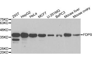 Western blot analysis of extracts of various cell lines, using FDPS antibody. (FDPS anticorps)