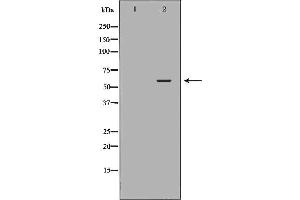 Western blot analysis of extracts of 231 , using SLC22A8 antibody. (SLC22A8 anticorps  (N-Term))