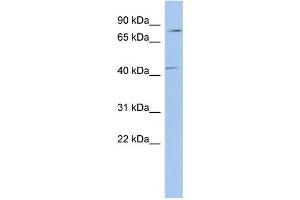 WB Suggested Anti-P2RX7 Antibody Titration: 0. (P2RX7 anticorps  (Middle Region))