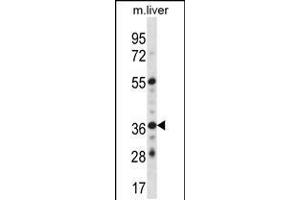 Western blot analysis in mouse liver tissue lysates (35ug/lane). (GYPE anticorps  (C-Term))