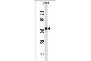 Western blot analysis in 293 cell line lysates (35ug/lane). (NECAB1 anticorps  (AA 208-236))