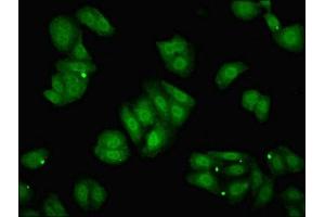 Immunofluorescent analysis of HepG2 cells using ABIN7150316 at dilution of 1:100 and Alexa Fluor 488-congugated AffiniPure Goat Anti-Rabbit IgG(H+L)