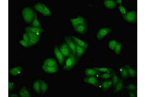 Immunofluorescent analysis of HepG2 cells using ABIN7150316 at dilution of 1:100 and Alexa Fluor 488-congugated AffiniPure Goat Anti-Rabbit IgG(H+L) (GINS2 anticorps  (AA 1-185))