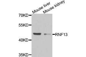 Western blot analysis of extracts of mouse liver and mouse kidney cell lines, using RNF13 antibody. (RNF13 anticorps)