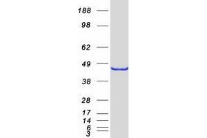 Validation with Western Blot
