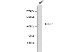 Western blot analysis of extracts of HeLa cells, using CDC27 antibody (ABIN3015756, ABIN3015757, ABIN1679113 and ABIN6219104) at 1:1000 dilution.