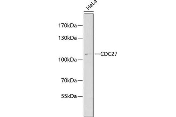 CDC27 anticorps  (AA 551-830)