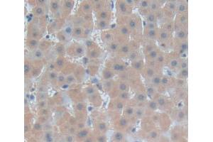 IHC-P analysis of liver tissue, with DAB staining. (Fibrosin anticorps  (AA 1-250))