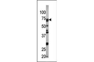 Image no. 1 for anti-Cell Division Cycle 6 Homolog (S. Cerevisiae) (CDC6) (pSer54) antibody (ABIN358103)