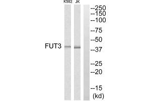 Western blot analysis of extracts from K562 cells and Jurkat cells, using MRPS7 antibody. (FUT3 anticorps  (Internal Region))