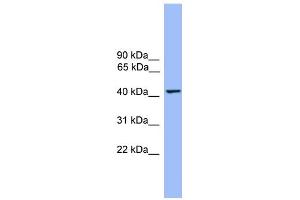 WB Suggested Anti-THEG Antibody Titration: 0. (THEG anticorps  (Middle Region))