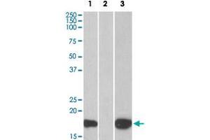 HEK293 lysate  (1 ug/mL) overexpressing human PHLDA3 with C-terminal MYC tag probed (10 ug protein in RIPA buffer) with in lane 1 and probed with anti-MYC Tag (1/1000) in lane 3. (PHLDA3 anticorps)