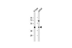All lanes : Anti-ADH1B Antibody (Center) at 1:2000 dilution Lane 1: human liver lysate Lane 2: Jurkat whole cell lysate Lysates/proteins at 20 μg per lane. (ADH1B anticorps  (AA 209-237))