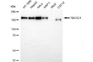 Western blotting analysis using TBC1D4 antibody (ABIN7800522).
