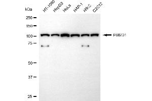 Western blotting analysis using PSMD1 antibody (ABIN7799946).