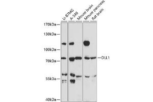 Western blot analysis of extracts of various cell lines, using DLL1 antibody (ABIN7266726) at 1:3000 dilution. (DLL1 anticorps  (AA 573-723))