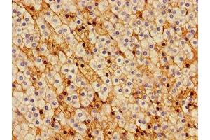 Immunohistochemistry of paraffin-embedded human adrenal gland tissue using ABIN7148939 at dilution of 1:100 (Cyclin H anticorps  (AA 261-319))