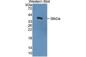 Western blot analysis of recombinant Human CNTN4. (Contactin 4 anticorps  (AA 731-980))
