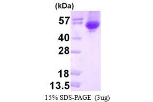 Melanoma Antigen (MELA) (AA 1-451) protein (His tag)