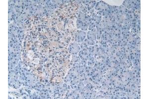 Detection of MSTN in Human Pancreas Tissue using Polyclonal Antibody to Myostatin (MSTN) (MSTN anticorps  (AA 267-375))