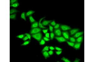 Immunofluorescence analysis of U2OS cells using POLE3 antibody.