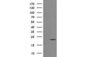 Image no. 2 for anti-CD3 epsilon (CD3E) antibody (ABIN1497222) (CD3 epsilon anticorps)