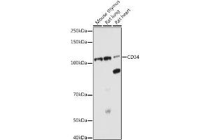 Western blot analysis of extracts of various cell lines, using CD34 antibody (ABIN6134661, ABIN6138169, ABIN6138171 and ABIN6218103) at 1:1000 dilution. (CD34 anticorps  (C-Term))