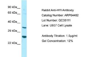 Western Blotting (WB) image for anti-Hydroxypyruvate Isomerase (Putative) (HYI) (N-Term) antibody (ABIN2789850) (HYI anticorps  (N-Term))