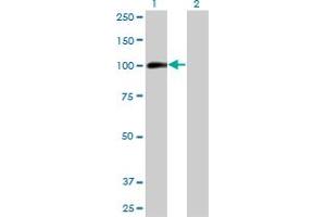 Western Blot analysis of AHR expression in transfected 293T cell line by AHR monoclonal antibody (M03), clone 3H4. (Aryl Hydrocarbon Receptor anticorps  (AA 721-820))