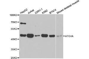 Western blot analysis of extracts of various cell lines, using ATG4A antibody. (ATG4A anticorps  (AA 289-398))
