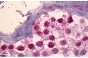 Anti-MSK1 antibody IHC staining of human testis. (MSK1 anticorps)