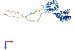 AlphaFold protein structure predicition of Human Recombinant PNO1 Protein, UniprotID Q9NRX1