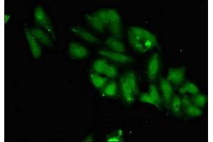 Immunofluorescent analysis of Hela cells using ABIN7150733 at dilution of 1:100 and Alexa Fluor 488-congugated AffiniPure Goat Anti-Rabbit IgG(H+L)