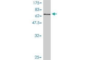 Western Blot detection against Immunogen (66.