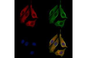 anti-Syntaxin 7 (STX7) (Internal Region) antibody