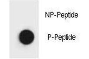 Dot blot analysis of phospho Beclin 1 antibody.