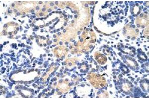 Immunohistochemical staining (Formalin-fixed paraffin-embedded sections) of human kidney with EMG1 polyclonal antibody  at 4-8 ug/mL working concentration.