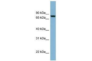 Neurochondrin antibody used at 1 ug/ml to detect target protein. (NCDN anticorps  (N-Term))